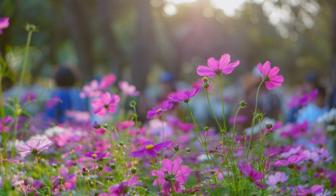 event image spring flowers cosmos