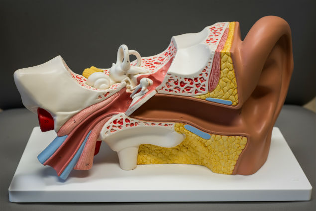 the-anatomy-of-the-ear