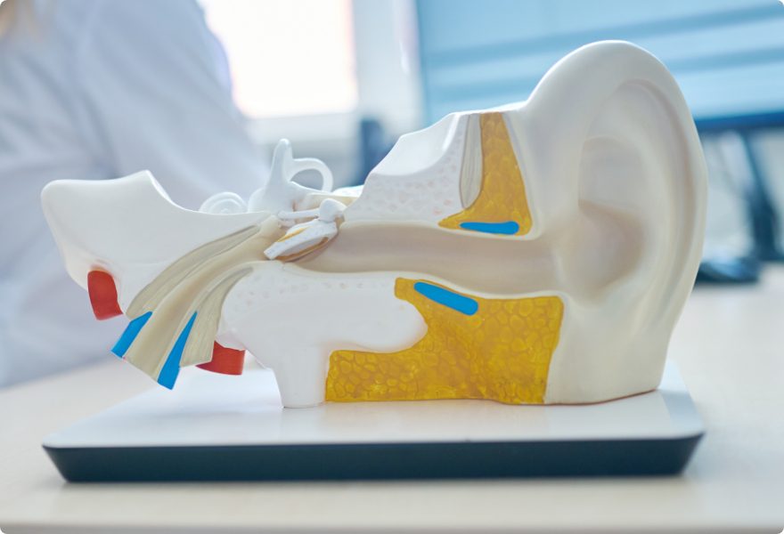 services ear@2x