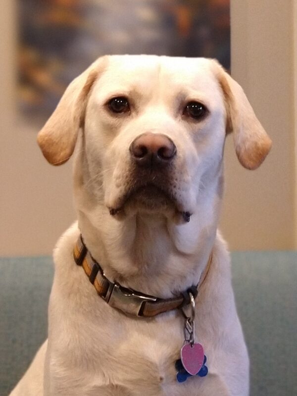 cooper