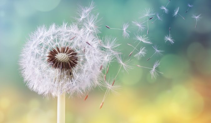 event image spring dandelion