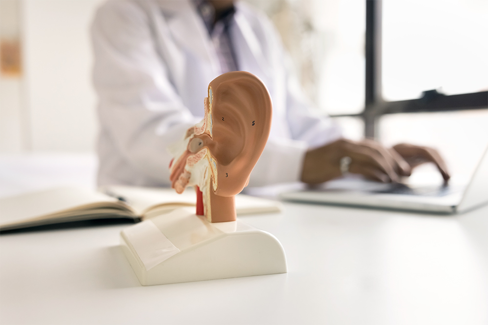 ear model on desk with male provider