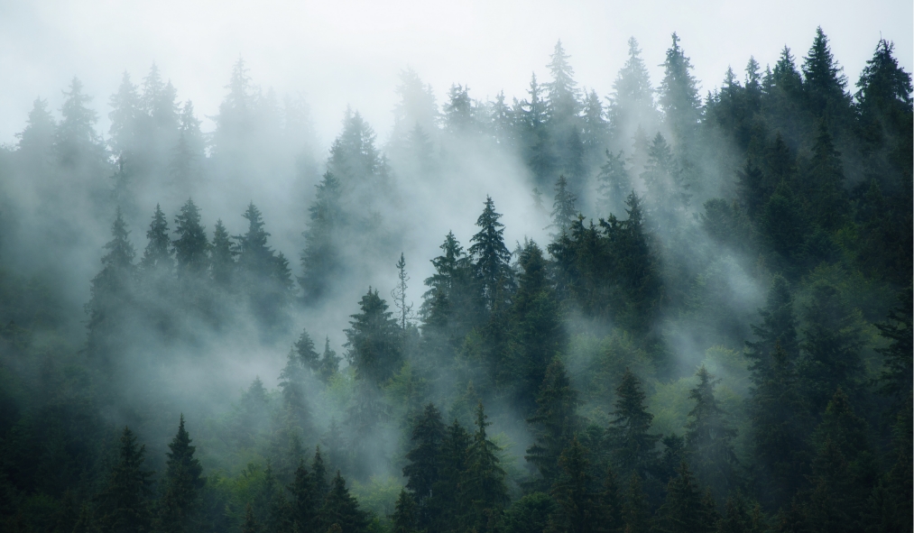 aerial forest misty