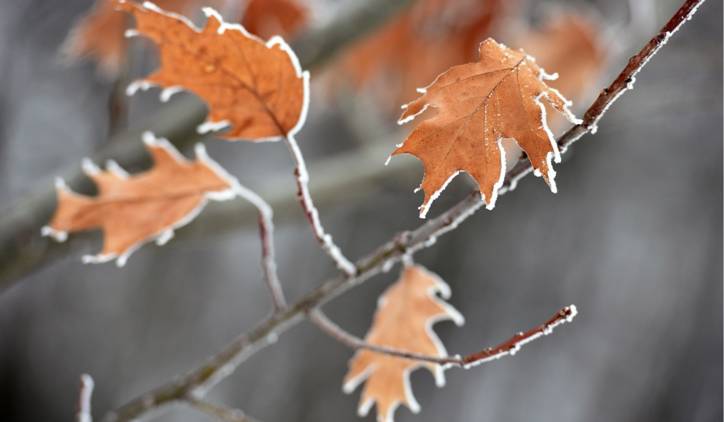 winter leaves closeup