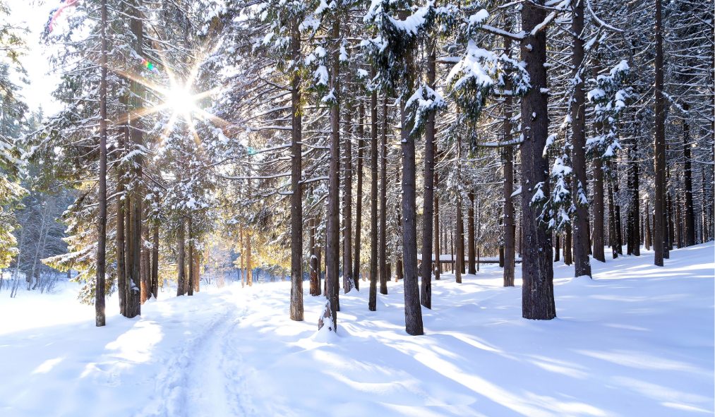 winter woods