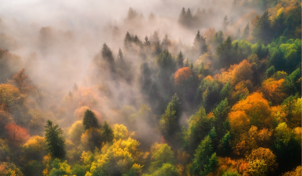 fall foilage from above