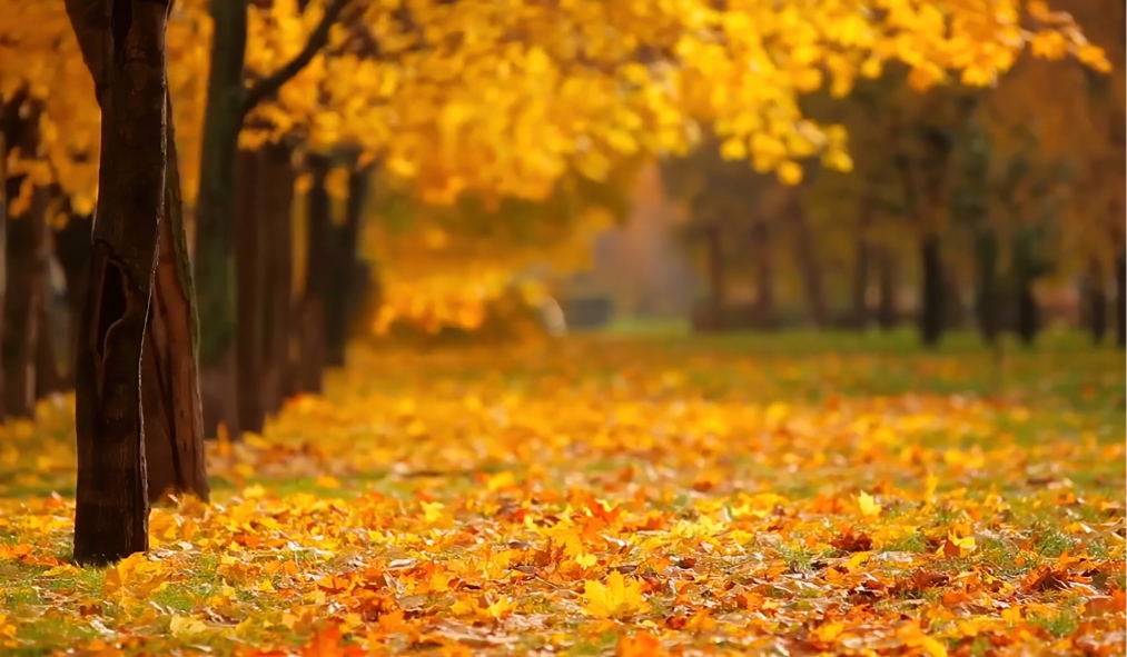fall in the park