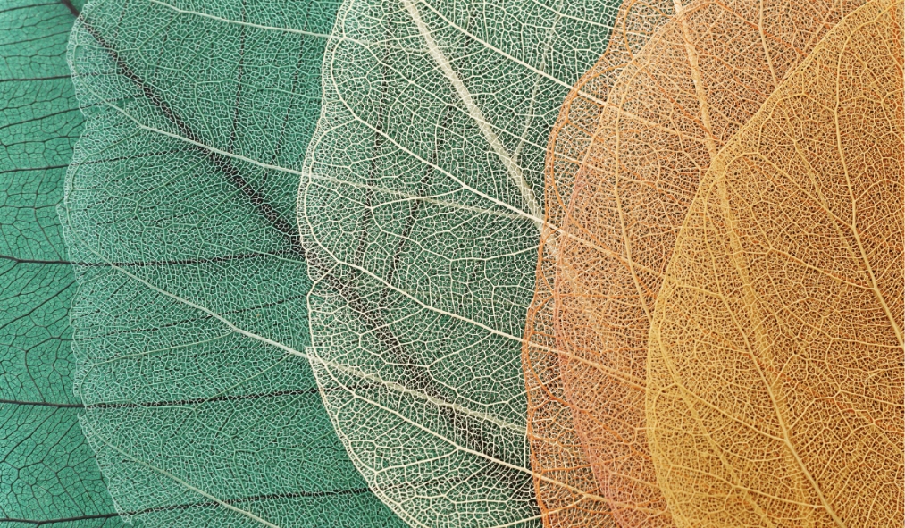 fall leaves close up