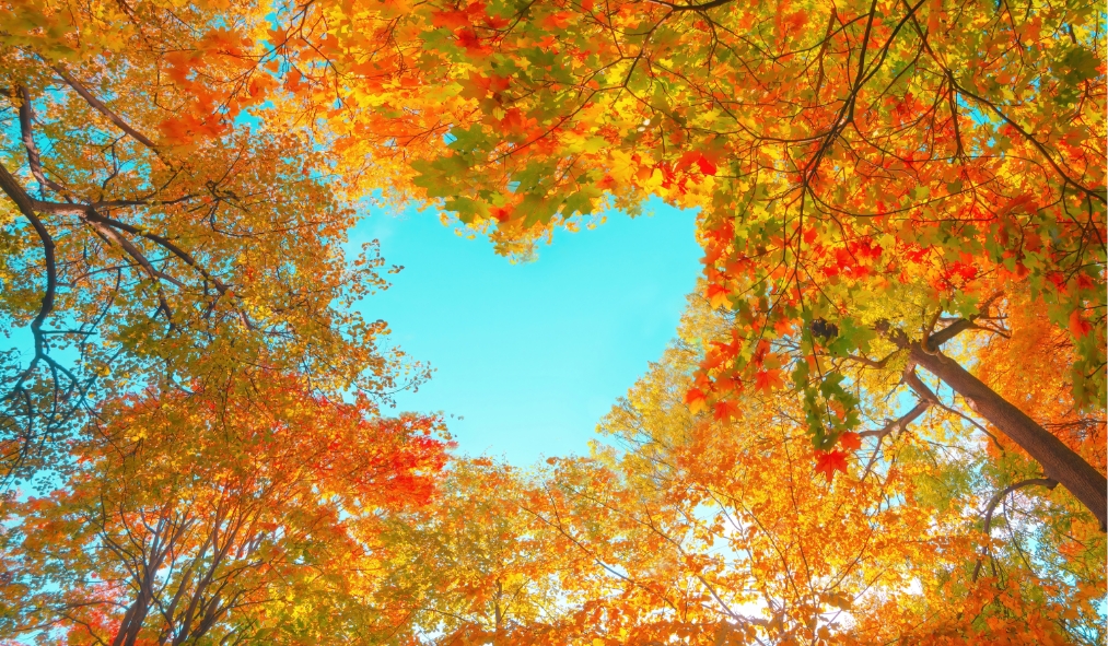 fall tree canopy heart