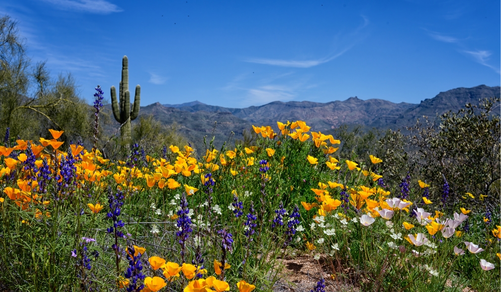 arizona wildflowers desert