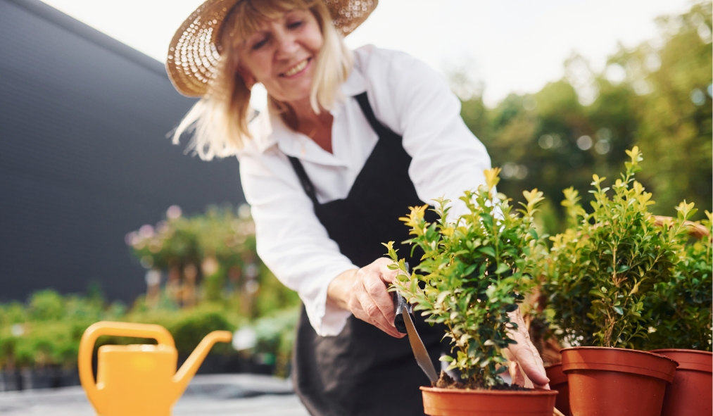 spring older woman planting greenery for spring