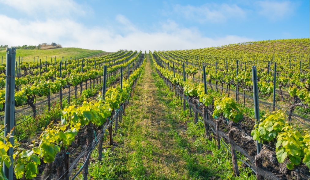california vineyard grape farm