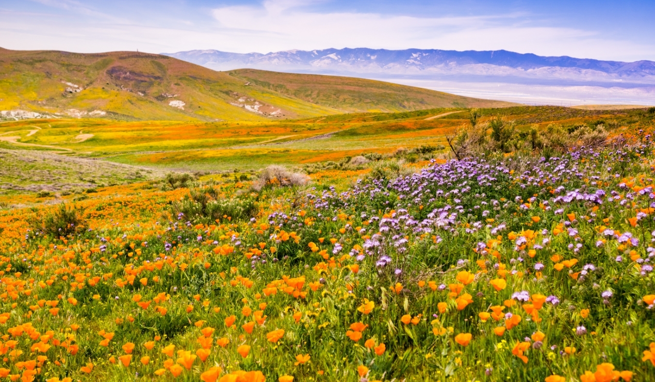 california Wildflowers blooming on the hills in springtime California