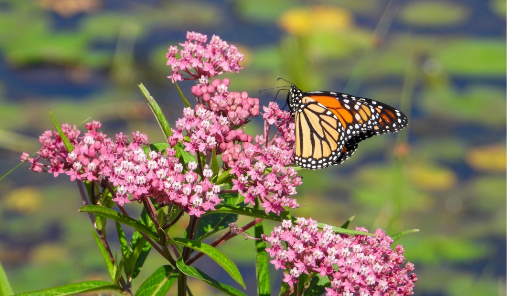 illinois spring monarach butterfly