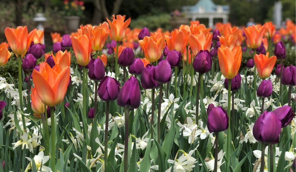 ohio orange purple tulips