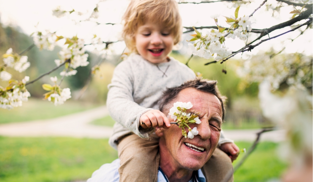 new york cherry blossom grandson holding cherry blossom in front of grandfather