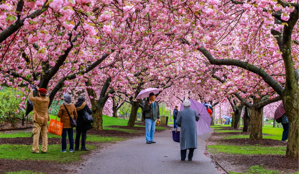 new york brooklyn botantical garden cherry blossoms