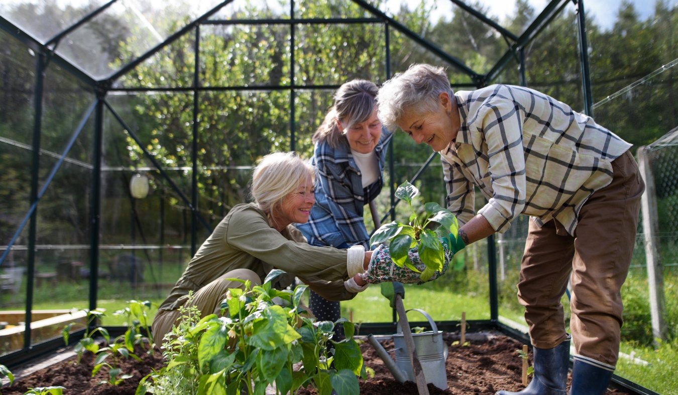 Senior woman friends planting vegetables in greenhouse at community garden