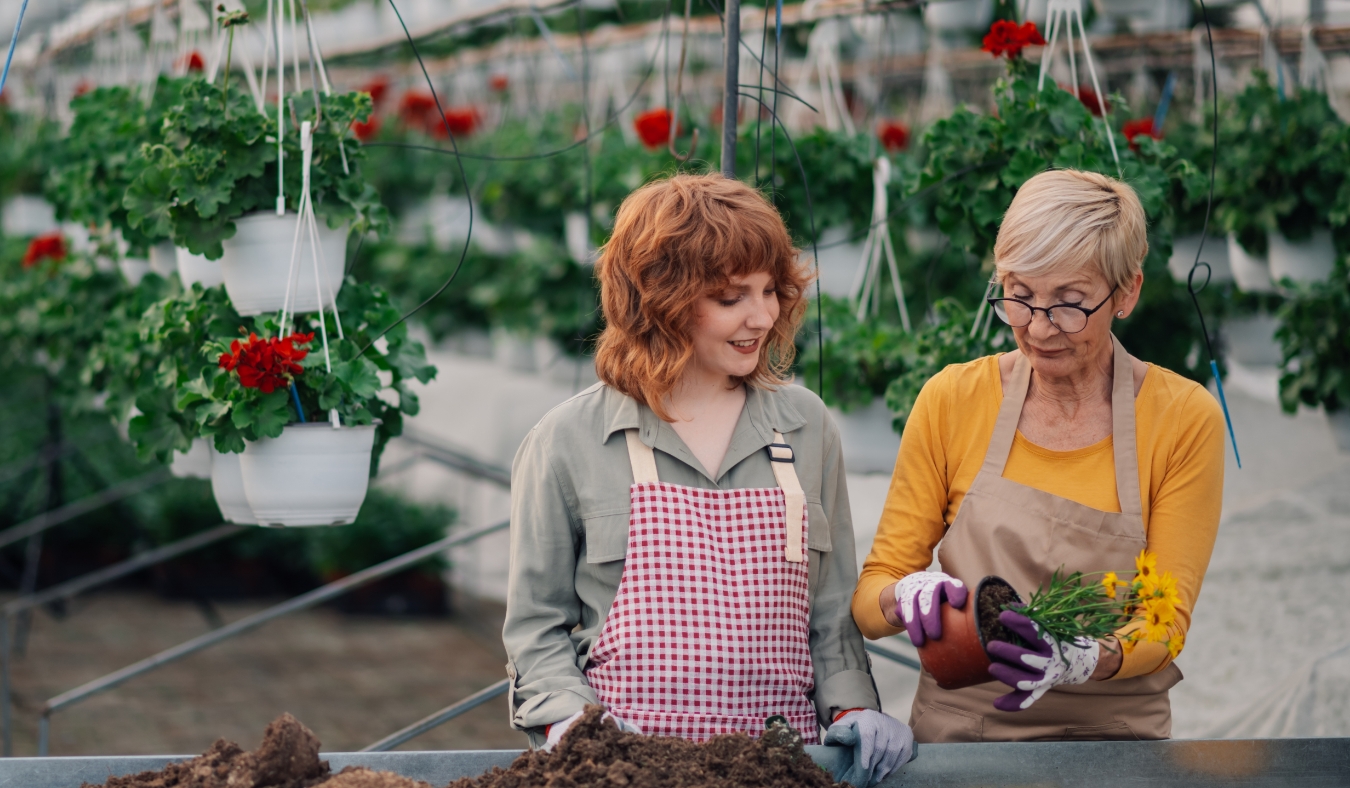 Two female floral experts are replanting plant with blooming yellow flowers in large greenhouse vertical garden