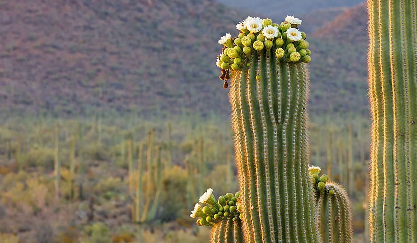 Saguaro Cactus Flowers