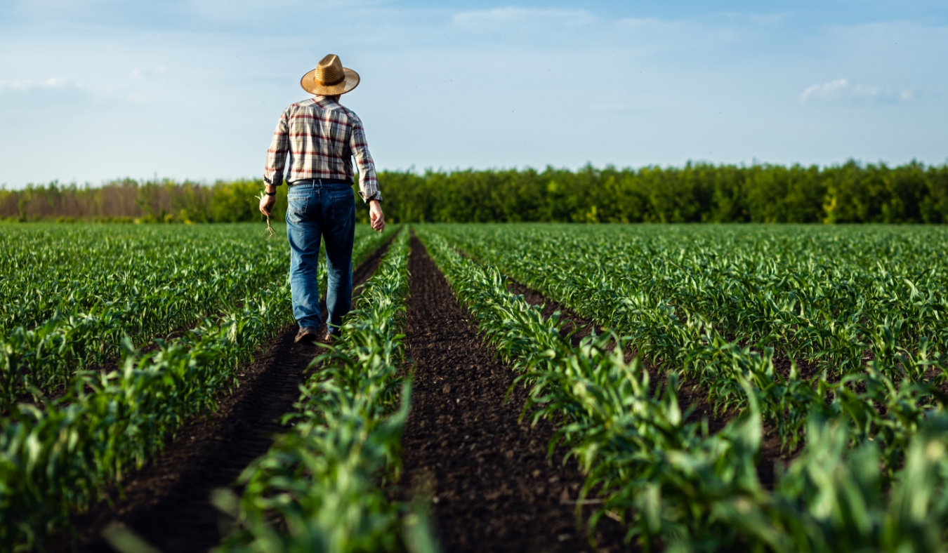 senior farmer walking in corn field examining crop in his hands at sunset
