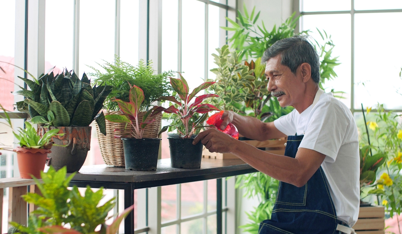 Senior man watering plant in garden green house