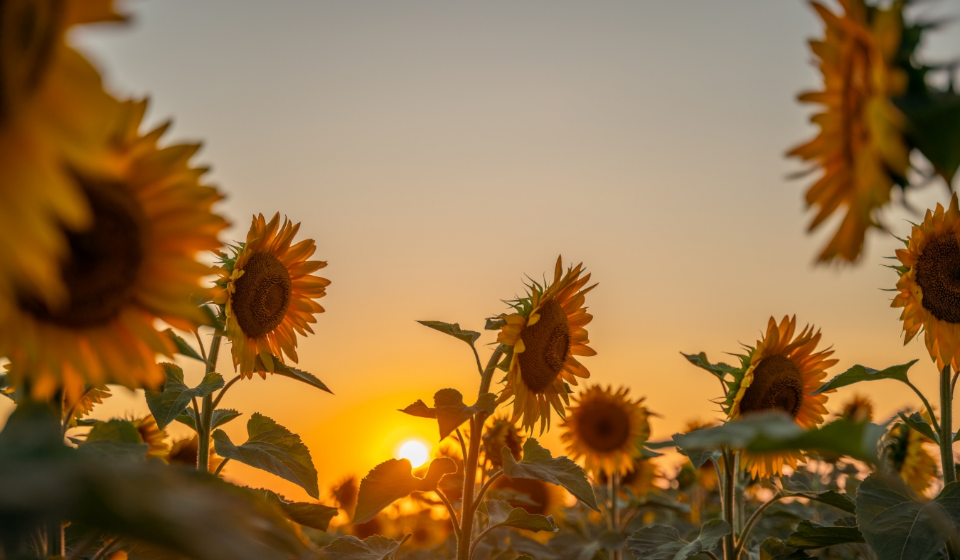 sunflowers in field at sunset