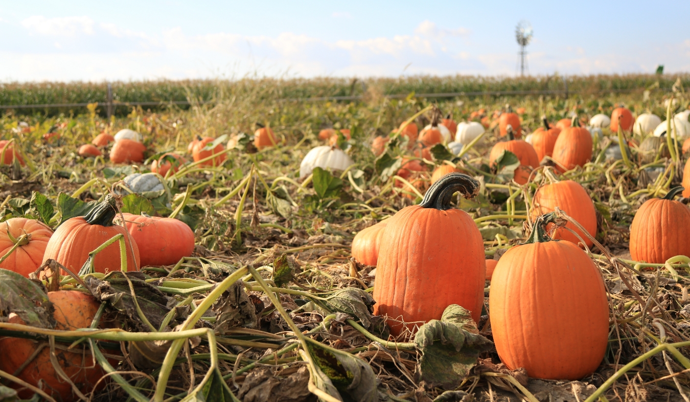 fall pumpkin picking harvest festival