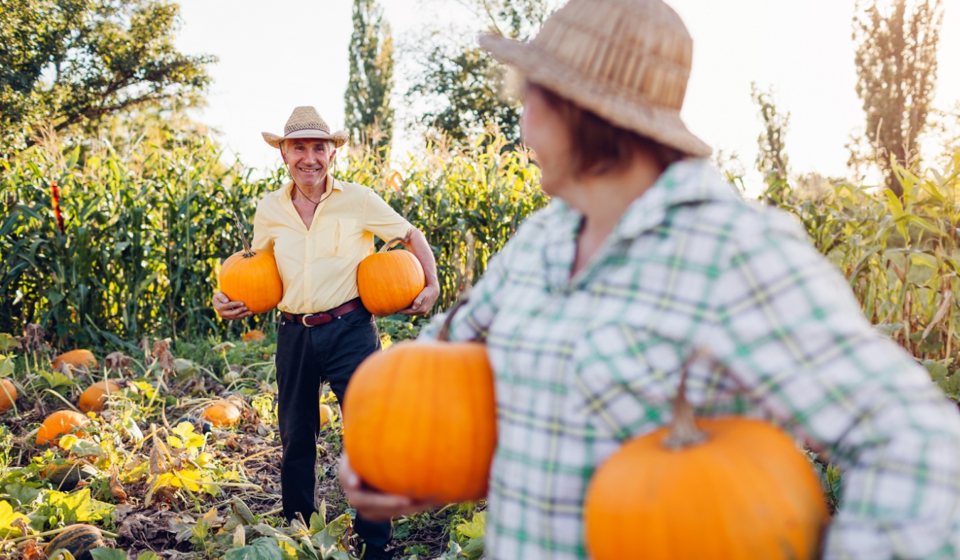 retired farmers pick pumpkins in patch