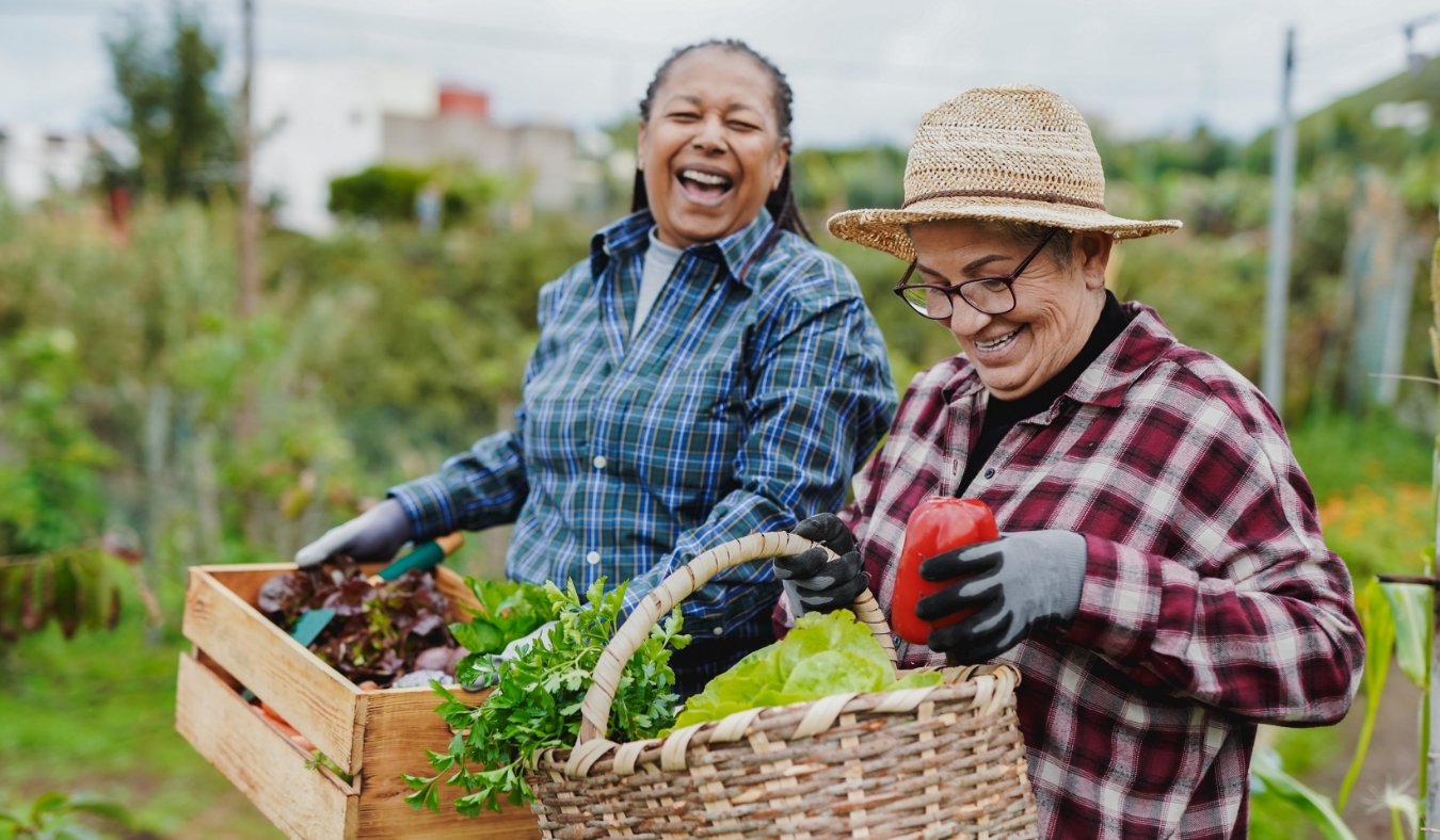 senior friends harvesting vegetables in late summer