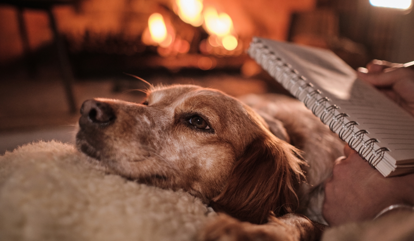 dog lying on sofa and resting near burning fireplace in cozy room