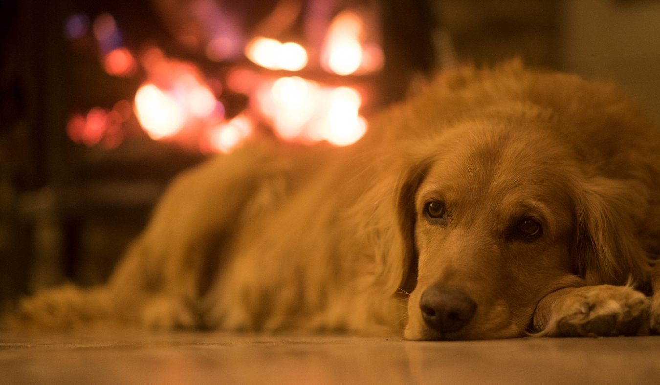 golden retriever dog resting in front of a cozy fireplace