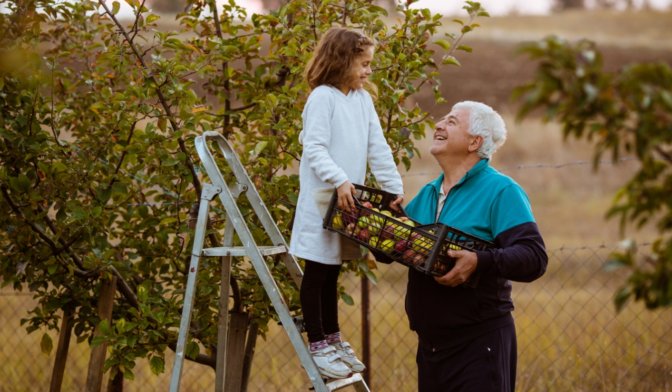 grandfather picking apples with granddaughter in autumn