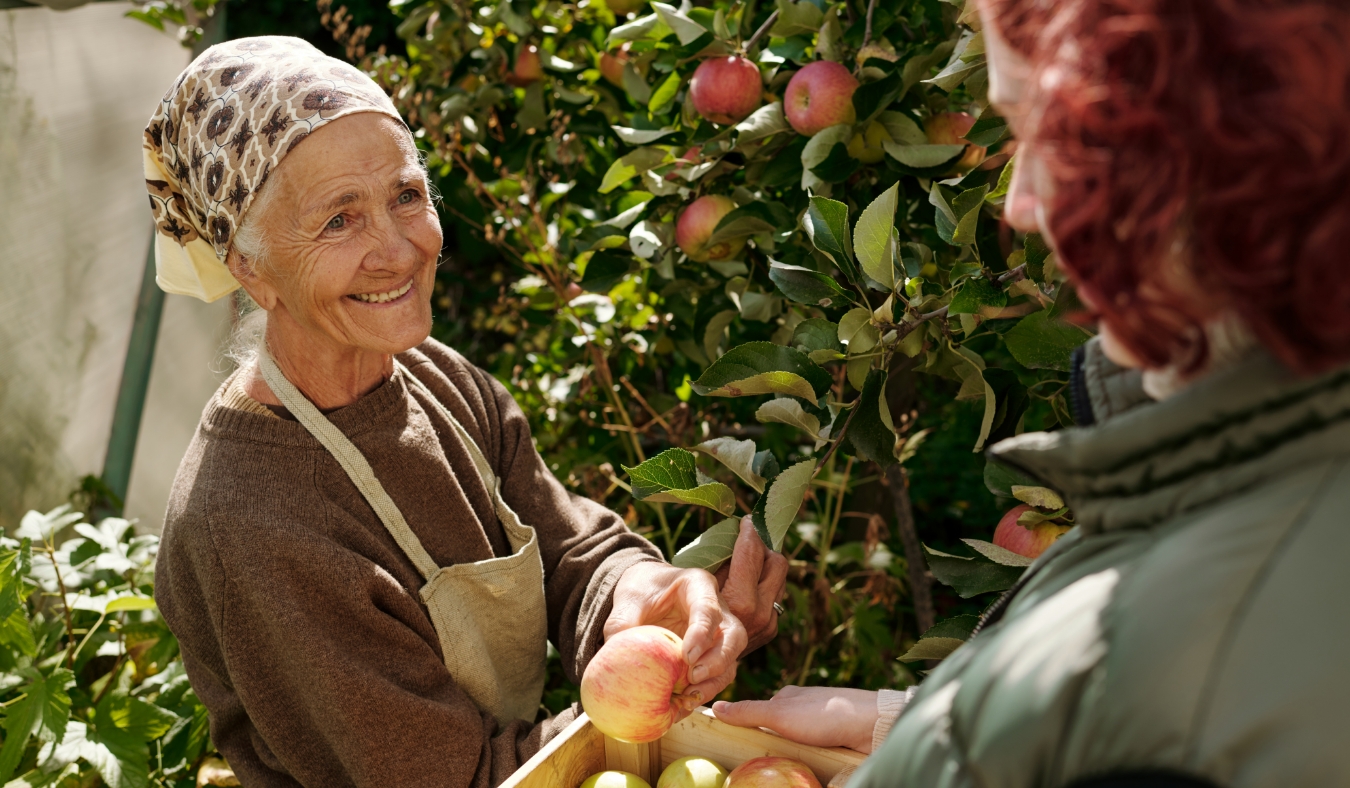 grandmother picking apples in garden with adult granddaughter
