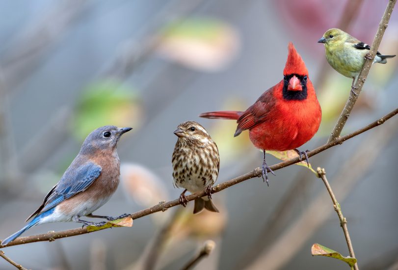 birdsong