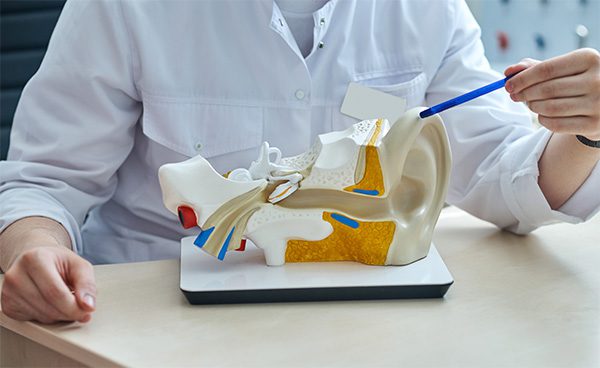 hearing professional ear model